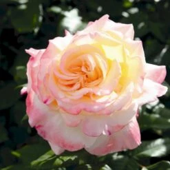 'Aquarell'® Rosa X 'Aquarell'® (Storblomstrende) A-Kvalitet,- Barrods Roser Min. 3 Grene