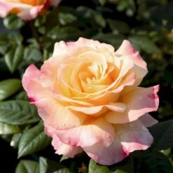 'Aquarell'® Rosa X 'Aquarell'® (Storblomstrende) A-Kvalitet,- Barrods Roser Min. 3 Grene -Osmo Salgsbutik p12779 54006 rosa x aquarell storblomstrende b254