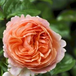 'Chippendale'® Rosa X 'Chippendale'® (Storblomstrende) A-Kvalitet,- Barrods Roser Min. 3 Grene