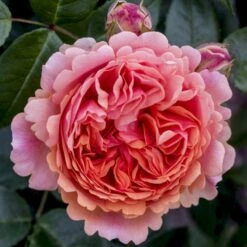 'Chippendale'® Rosa X 'Chippendale'® (Storblomstrende) A-Kvalitet,- Barrods Roser Min. 3 Grene -Osmo Salgsbutik p12787 53969 rosa x chippendale storblomstrende 51cd