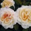 'Comtessa'® Rosa X 'Comtessa'® (storblomstrende) A-Kvalitet,- Barrods Roser Min. 3 Grene