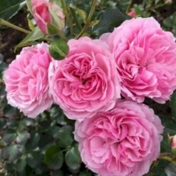 'Dreams Come True'™ Rosa X 'Dreams Come True'™ (Buketrose) A-Kvalitet,- Barrods Roser Min. 3 Grene -Osmo Salgsbutik p12789 51463 rosa x dreams come true buketrose 642d