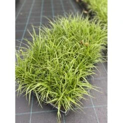 Snefrytle Luzula Nivea Plugs I Bakke