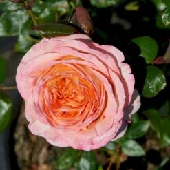 'Scented Memory'™ Rosa X 'Scented Memory'™ (Storblomstrende) A-Kvalitet,- Barrods Roser Min. 3 Grene -Osmo Salgsbutik p12801 51380 rosa x scented memory storblomstrende 875f