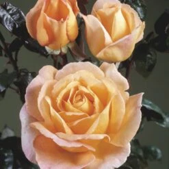 'Scented Memory'™ Rosa X 'Scented Memory'™ (Storblomstrende) A-Kvalitet,- Barrods Roser Min. 3 Grene -Osmo Salgsbutik p12801 51381 rosa x scented memory storblomstrende 71c0