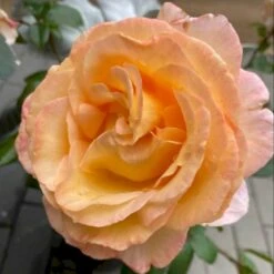 'Scented Memory'™ Rosa X 'Scented Memory'™ (Storblomstrende) A-Kvalitet,- Barrods Roser Min. 3 Grene -Osmo Salgsbutik p12801 51382 rosa x scented memory storblomstrende deea