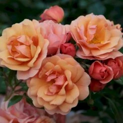 'Aprikola'® Rosa X 'Aprikola'® (Buketrose) A-Kvalitet,- Barrods Roser Min. 3 Grene -Osmo Salgsbutik p12809 53543 rosa x aprikola buketrose 0efd