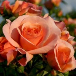 'Aprikola'® Rosa X 'Aprikola'® (Buketrose) A-Kvalitet,- Barrods Roser Min. 3 Grene -Osmo Salgsbutik p12809 53544 rosa x aprikola buketrose 65de