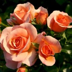 'Aprikola'® Rosa X 'Aprikola'® (Buketrose) A-Kvalitet,- Barrods Roser Min. 3 Grene -Osmo Salgsbutik p12809 53545 rosa x aprikola buketrose 4b32