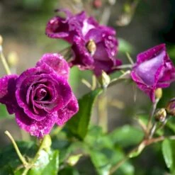 'Burgundy Ice' Rosa X 'Burgundy Ice' (Buketrose) A-Kvalitet,- Barrods Roser Min. 3 Grene -Osmo Salgsbutik p12818 51452 rosa x burgundy ice buketrose 088d