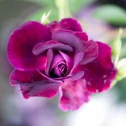 'Burgundy Ice' Rosa X 'Burgundy Ice' (Buketrose) A-Kvalitet,- Barrods Roser Min. 3 Grene -Osmo Salgsbutik p12818 51453 rosa x burgundy ice buketrose c146