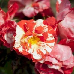 'Hanky Panky' Rosa X 'Hanky Panky' (Buketrose) A-Kvalitet,- Barrods Roser Min. 3 Grene -Osmo Salgsbutik p12830 51517 rosa x hanky panky buketrose 82e6