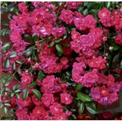 'Lovely Fairy' Rosa X 'Lovely Fairy' (bunddækkerose) 3,0 Liter Potte -Osmo Salgsbutik p12836 41134 rosa x lovely fairy bunddaekkerose 18ad