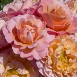 'Marie Curie' Rosa X 'Marie Curie' (Buketrose) A-Kvalitet,- Barrods Roser Min. 3 Grene