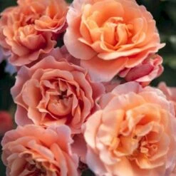 'Marie Curie' Rosa X 'Marie Curie' (Buketrose) A-Kvalitet,- Barrods Roser Min. 3 Grene -Osmo Salgsbutik p12839 53356 rosa x marie curie buketrose dbfc