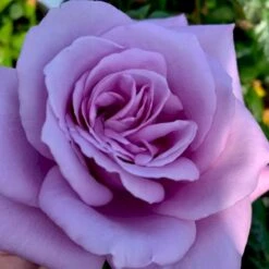 'Novalis'® Rosa X 'Novalis'® (Buketrose) A-Kvalitet,- Barrods Roser Min. 3 Grene -Osmo Salgsbutik p12865 51639 rosa x novalis a76d