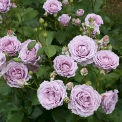 'Novalis'® Rosa X 'Novalis'® (Buketrose) A-Kvalitet,- Barrods Roser Min. 3 Grene -Osmo Salgsbutik p12865 53616 rosa x novalis buketrose 087a