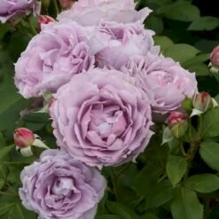 'Novalis'® Rosa X 'Novalis'® (Buketrose) A-Kvalitet,- Barrods Roser Min. 3 Grene -Osmo Salgsbutik p12865 53617 rosa x novalis buketrose 4cd3