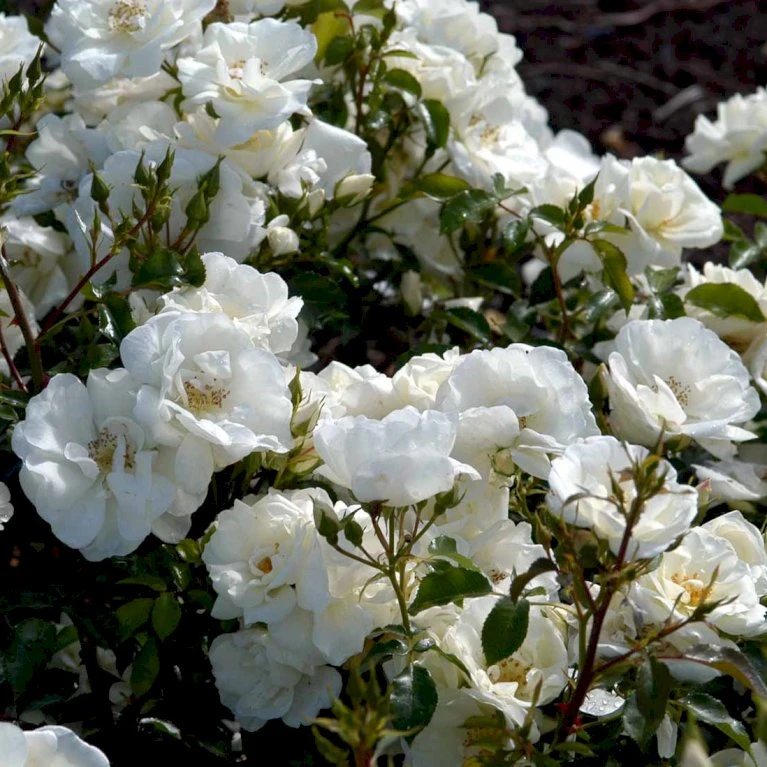 'Schneeflocke' Rosa X 'Schneeflocke' (Buketrose) A-Kvalitet,- Barrods Roser Min. 3 Grene 1 'Schneeflocke' Rosa X 'Schneeflocke' (Buketrose) A-Kvalitet,- Barrods Roser Min. 3 Grene