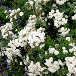 'Schneeflocke' Rosa X 'Schneeflocke' (Buketrose) A-Kvalitet,- Barrods Roser Min. 3 Grene 9 'Schneeflocke' Rosa X 'Schneeflocke' (Buketrose) A-Kvalitet,- Barrods Roser Min. 3 Grene -Osmo Salgsbutik p12867 51700 rosa x schneeflocke buketrose 211e