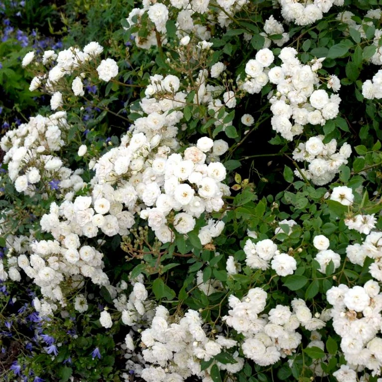 'Schneeflocke' Rosa X 'Schneeflocke' (Buketrose) A-Kvalitet,- Barrods Roser Min. 3 Grene 3 'Schneeflocke' Rosa X 'Schneeflocke' (Buketrose) A-Kvalitet,- Barrods Roser Min. 3 Grene - Billede 3