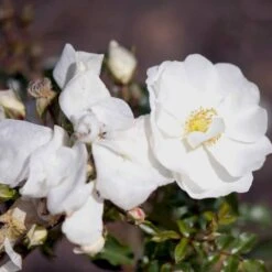'Schneeflocke' Rosa X 'Schneeflocke' (Buketrose) A-Kvalitet,- Barrods Roser Min. 3 Grene 10 'Schneeflocke' Rosa X 'Schneeflocke' (Buketrose) A-Kvalitet,- Barrods Roser Min. 3 Grene -Osmo Salgsbutik p12867 51701 rosa x schneeflocke buketrose 7b86