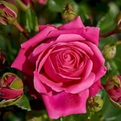 'Cardiff'™ Rosa X 'Cardiff'™ (Slotsrose) A-Kvalitet,- Barrods Roser Min. 3 Grene -Osmo Salgsbutik p12874 51770 rosa x cardiff slotsrose 1bb2