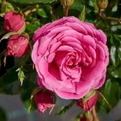 'Cardiff'™ Rosa X 'Cardiff'™ (Slotsrose) A-Kvalitet,- Barrods Roser Min. 3 Grene -Osmo Salgsbutik p12874 51771 rosa x cardiff slotsrose 6db0