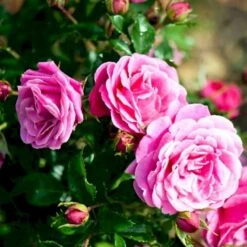 'Cardiff'™ Rosa X 'Cardiff'™ (Slotsrose) A-Kvalitet,- Barrods Roser Min. 3 Grene -Osmo Salgsbutik p12874 51772 rosa x cardiff slotsrose 32b0