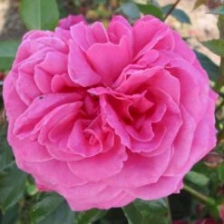 'Cardiff'™ Rosa X 'Cardiff'™ (Slotsrose) A-Kvalitet,- Barrods Roser Min. 3 Grene -Osmo Salgsbutik p12874 51773 rosa x cardiff slotsrose 5576