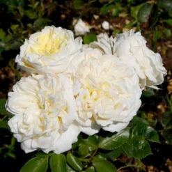 'Kronprinsesse Mary'™ Rosa X 'Kronprinsesse Mary'™ (Slotsrose) A-Kvalitet,- Barrods Roser Min. 3 Grene -Osmo Salgsbutik p12881 51819 rosa x kronprinsesse mary slotsrose 5e4d