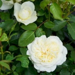 'Kronprinsesse Mary'™ Rosa X 'Kronprinsesse Mary'™ (Slotsrose) A-Kvalitet,- Barrods Roser Min. 3 Grene -Osmo Salgsbutik p12881 51820 rosa x kronprinsesse mary slotsrose 7a79
