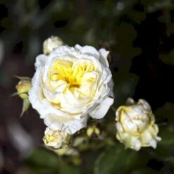 'Kronprinsesse Mary'™ Rosa X 'Kronprinsesse Mary'™ (Slotsrose) A-Kvalitet,- Barrods Roser Min. 3 Grene -Osmo Salgsbutik p12881 51821 rosa x kronprinsesse mary slotsrose 1307