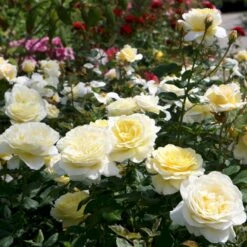 'Stockholm'™ Rosa X 'Stockholm'™ (Slotsrose) A-Kvalitet,- Barrods Roser Min. 3 Grene