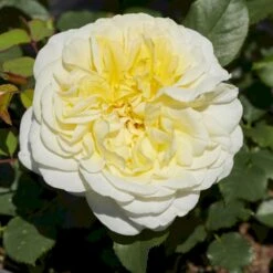 'Stockholm'™ Rosa X 'Stockholm'™ (Slotsrose) A-Kvalitet,- Barrods Roser Min. 3 Grene 13 'Stockholm'™ Rosa X 'Stockholm'™ (Slotsrose) A-Kvalitet,- Barrods Roser Min. 3 Grene -Osmo Salgsbutik p12887 51863 rosa x stockholm slotsrose dea6