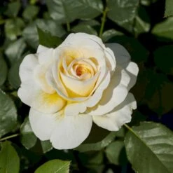 'Stockholm'™ Rosa X 'Stockholm'™ (Slotsrose) A-Kvalitet,- Barrods Roser Min. 3 Grene 14 'Stockholm'™ Rosa X 'Stockholm'™ (Slotsrose) A-Kvalitet,- Barrods Roser Min. 3 Grene -Osmo Salgsbutik p12887 51864 rosa x stockholm slotsrose 355c