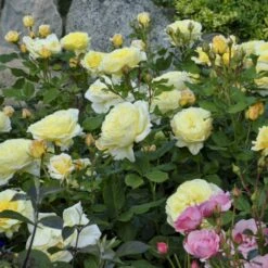 'Stockholm'™ Rosa X 'Stockholm'™ (Slotsrose) A-Kvalitet,- Barrods Roser Min. 3 Grene 16 'Stockholm'™ Rosa X 'Stockholm'™ (Slotsrose) A-Kvalitet,- Barrods Roser Min. 3 Grene -Osmo Salgsbutik p12887 51867 rosa x stockholm slotsrose 8d87