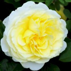 'Stockholm'™ Rosa X 'Stockholm'™ (Slotsrose) A-Kvalitet,- Barrods Roser Min. 3 Grene 18 'Stockholm'™ Rosa X 'Stockholm'™ (Slotsrose) A-Kvalitet,- Barrods Roser Min. 3 Grene -Osmo Salgsbutik p12887 51869 rosa x stockholm slotsrose d741
