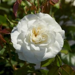 'Prague'™ Rosa X 'Prague'™ (Slotsrose) A-Kvalitet,- Barrods Roser Min. 3 Grene -Osmo Salgsbutik p12902 51836 rosa x prague slotsrose 2cce