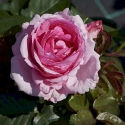 'Ghita™ Renaissance'® Rosa X 'Ghita™ Renaissance'® (Renaissancerose) A-Kvalitet,- Barrods Roser Min. 3 Grene -Osmo Salgsbutik p12909 52137 rosa x ghita renaissance renaissancerose bfc6