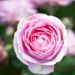 'Ghita™ Renaissance'® Rosa X 'Ghita™ Renaissance'® (Renaissancerose) A-Kvalitet,- Barrods Roser Min. 3 Grene -Osmo Salgsbutik p12909 52138 rosa x ghita renaissance renaissancerose 085f