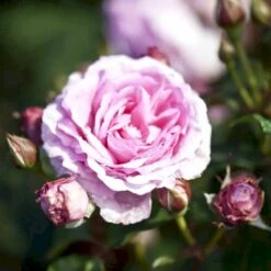 'Ghita™ Renaissance'® Rosa X 'Ghita™ Renaissance'® (Renaissancerose) A-Kvalitet,- Barrods Roser Min. 3 Grene -Osmo Salgsbutik p12909 52139 rosa x ghita renaissance renaissancerose 442a