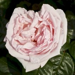 'Racquel™ Renaissance'® Rosa X 'Racquel™ Renaissance'® (Renaissancerose) A-Kvalitet,- Barrods Roser Min. 3 Grene 9 'Racquel™ Renaissance'® Rosa X 'Racquel™ Renaissance'® (Renaissancerose) A-Kvalitet,- Barrods Roser Min. 3 Grene -Osmo Salgsbutik p12910 52194 rosa x racquel renaissance renaissancerose 6088