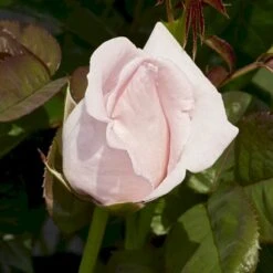 'Racquel™ Renaissance'® Rosa X 'Racquel™ Renaissance'® (Renaissancerose) A-Kvalitet,- Barrods Roser Min. 3 Grene 10 'Racquel™ Renaissance'® Rosa X 'Racquel™ Renaissance'® (Renaissancerose) A-Kvalitet,- Barrods Roser Min. 3 Grene -Osmo Salgsbutik p12910 52195 rosa x racquel renaissance renaissancerose afb8