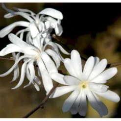 Stjernemagnolie Magnolia Stellata Potte 2,0 Liter,- 40-60 Cm. -Osmo Salgsbutik p1305 36762 magnolia stellata ca85