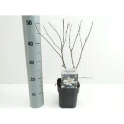 Stjernemagnolie Magnolia Stellata Potte 2,0 Liter,- 40-60 Cm.