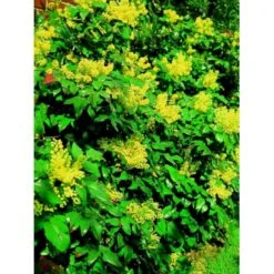 Mahonia Aquifolium 'Maqu' Mahonie 'Maqu' Med Klump,- 50-60 Cm.