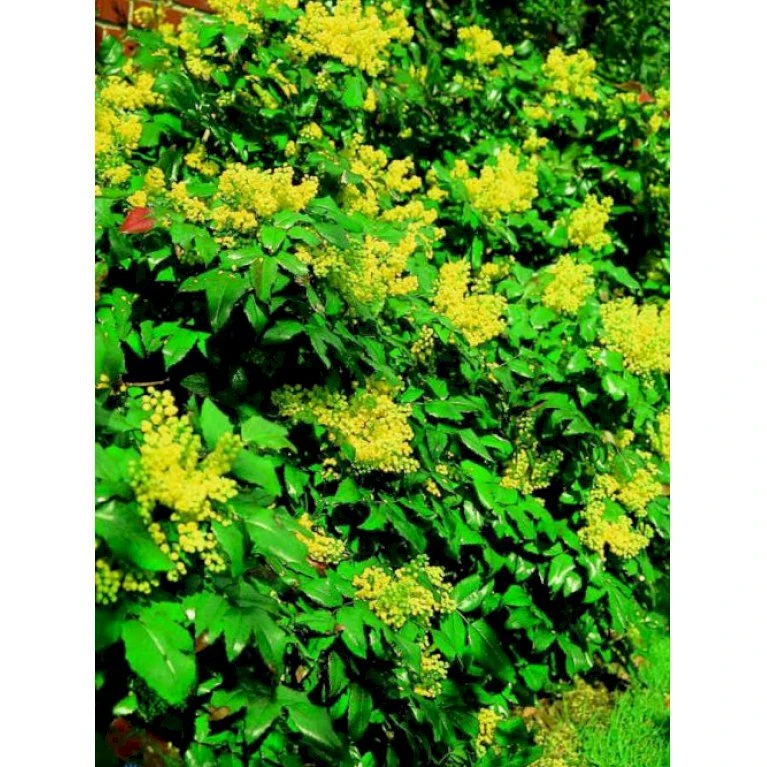 Mahonia Aquifolium 'Maqu' Mahonie 'Maqu' Med Klump,- 50-60 Cm. 1 Mahonia Aquifolium 'Maqu' Mahonie 'Maqu' Med Klump,- 50-60 Cm.