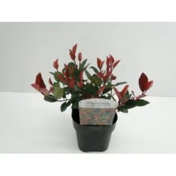 Glansmispel 'Little Red Robin' Photinia Fraseri 'Little Red Robin' Potte 2,0 Liter,- 20-25 Cm.