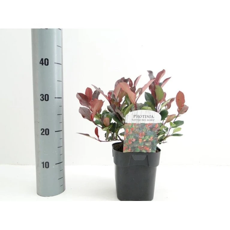 Glansmispel 'Little Red Robin' Photinia Fraseri 'Little Red Robin' Potte 2,0 Liter,- 20-25 Cm. 3 Glansmispel 'Little Red Robin' Photinia Fraseri 'Little Red Robin' Potte 2,0 Liter,- 20-25 Cm. - Billede 3